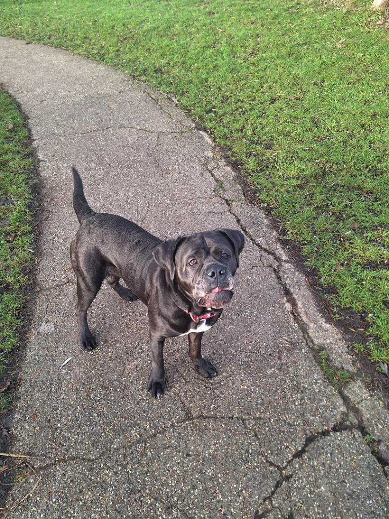 2 year old Cane Corso to a good home.
