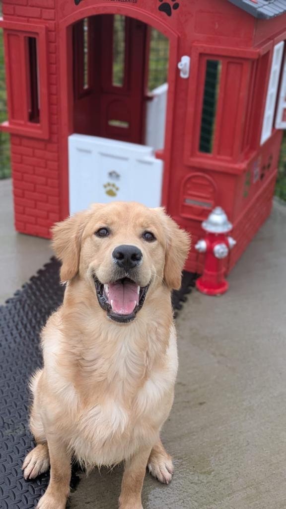 Golden Retriever - 9 Month Old Male