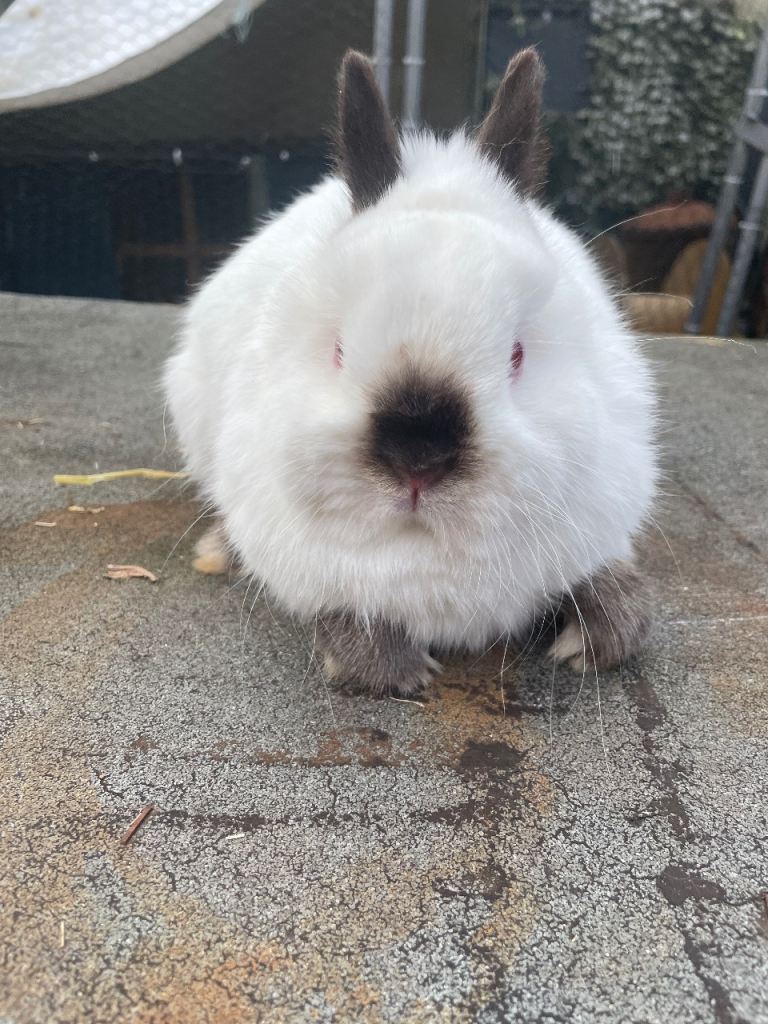 Two male Netherland dwarf