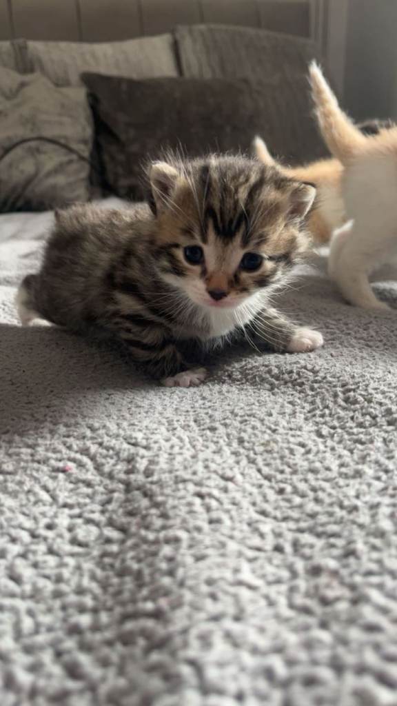Kittens X4