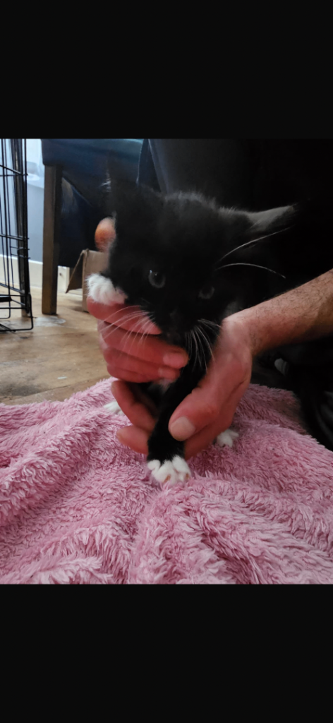 4 beautiful kittens looking for a good home