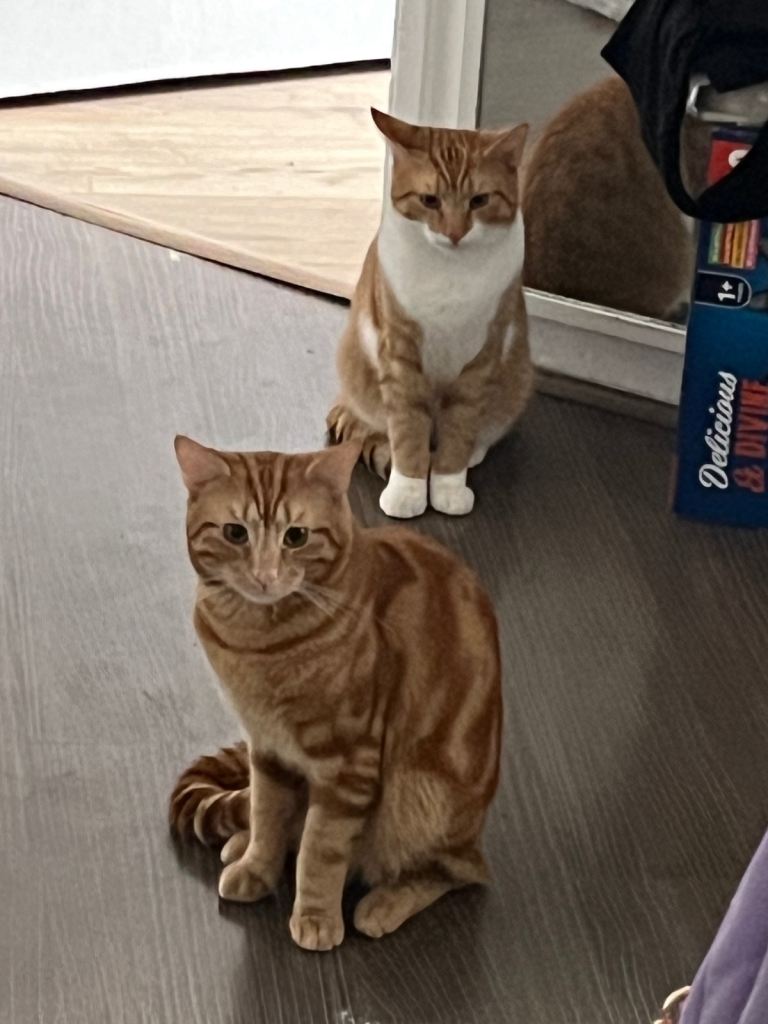 Pair of Male cats 
