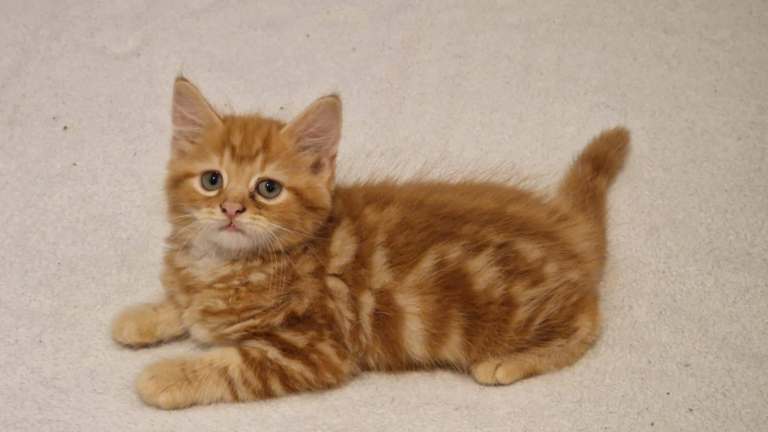 Beautiful kittens for sale,  looking for a new home