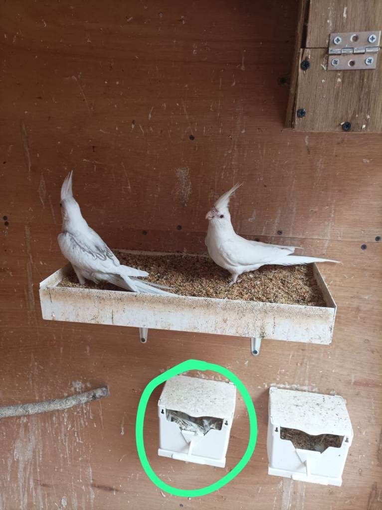2 Albino cockatiels for sale 