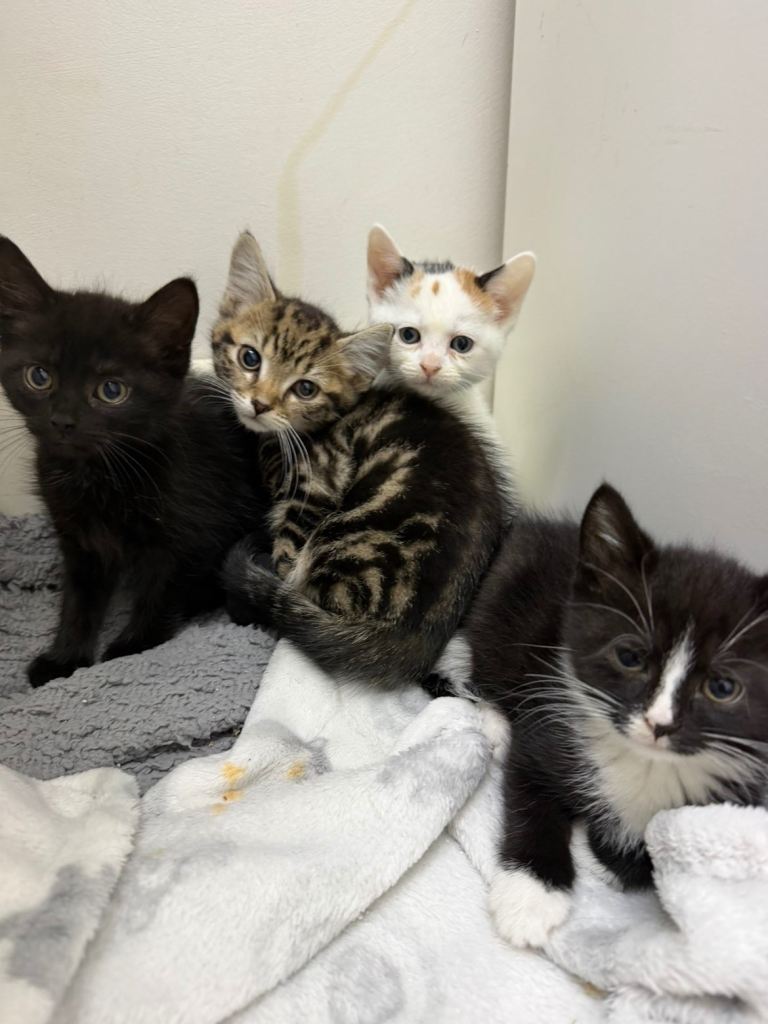 kitten 