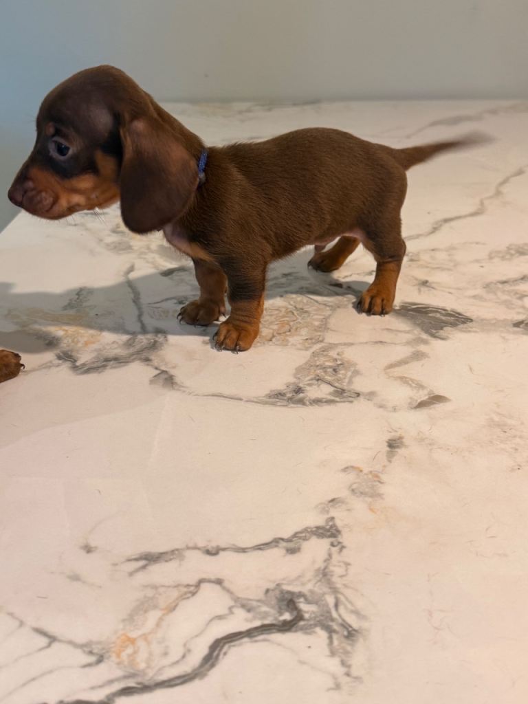 Beautiful Dachshund Puppies Ready Now