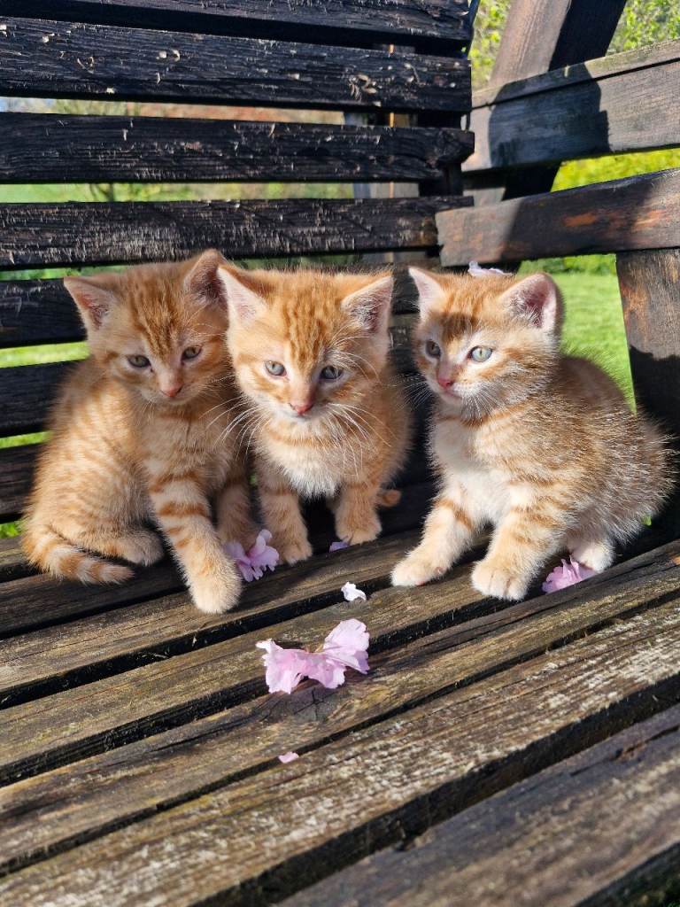3 Gorgeous Ginger Kittens for sale