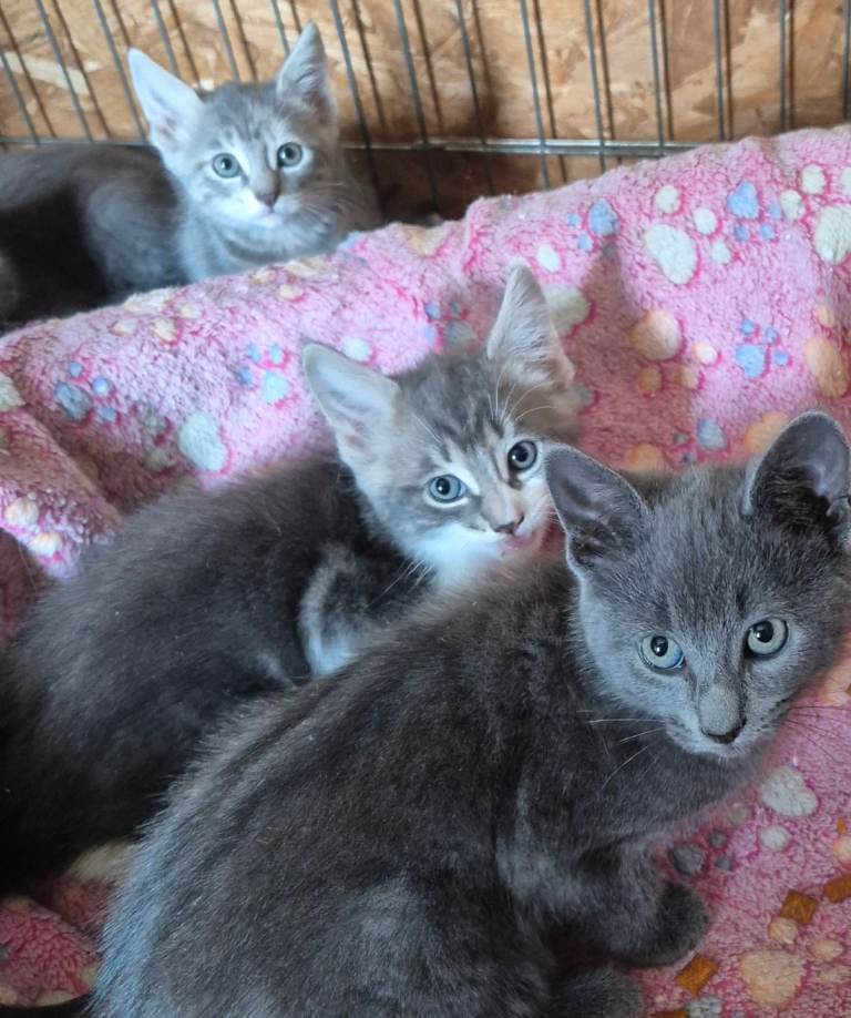 Kittens for sale