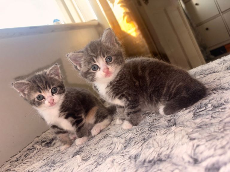 Kittens