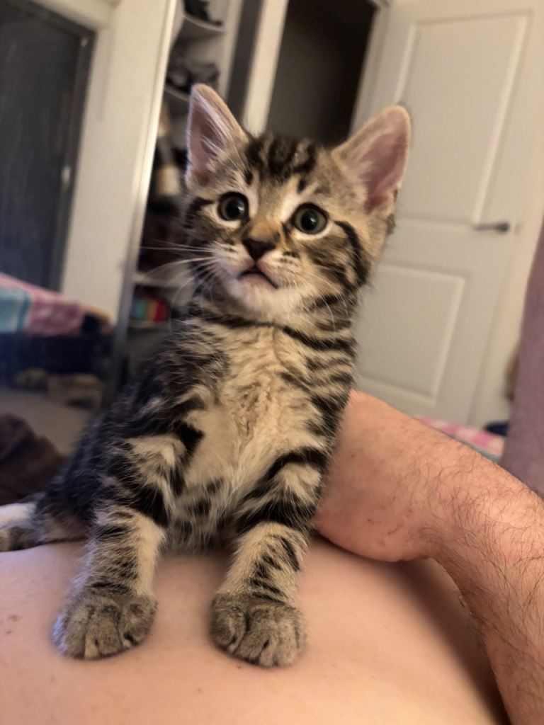 Adorable Family Raised Mixed Bengal Kitten – Super Playful & Cuddly