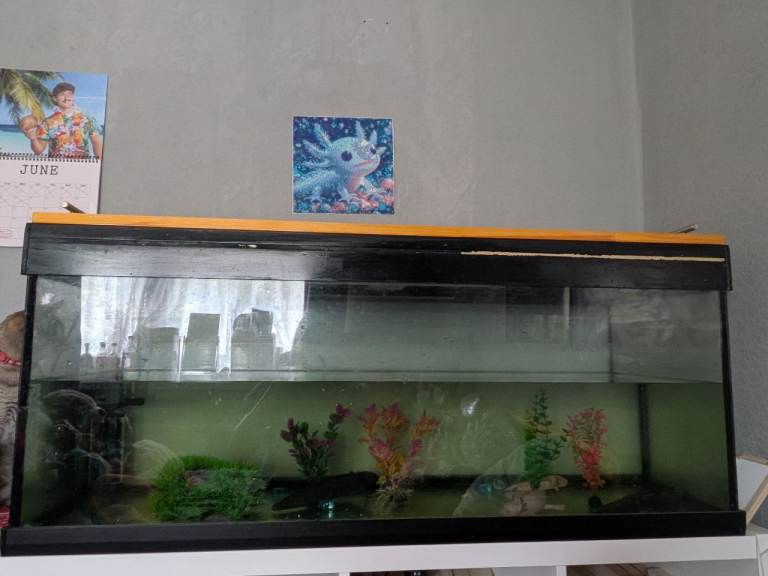 Large fish tank 