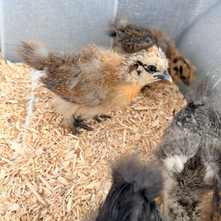Chickens 