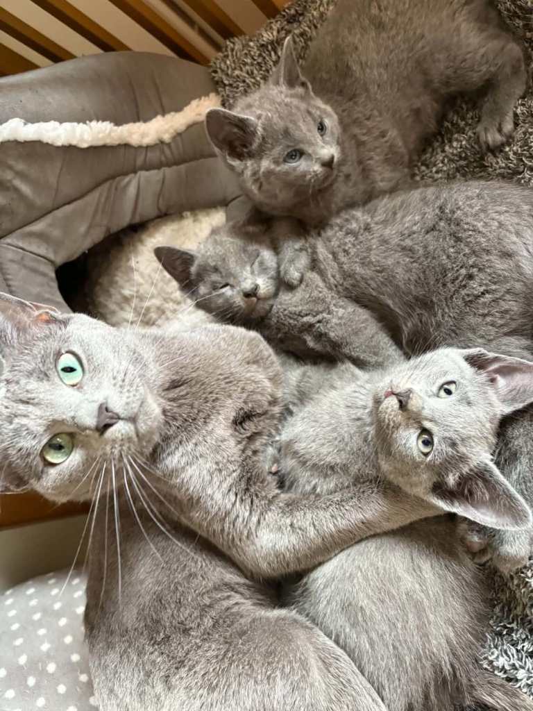 Russian Blue Kittens