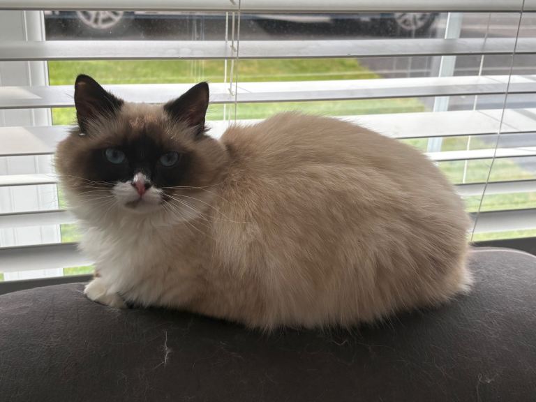 Ragdoll cat 