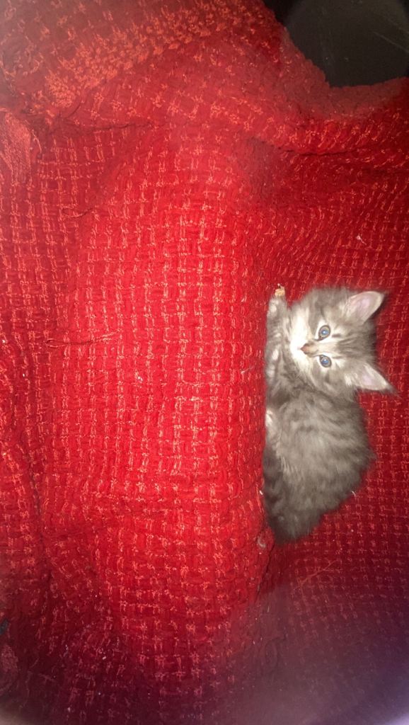 Persian  kittens