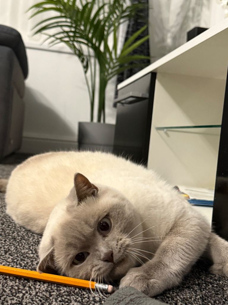 Pure British shorthair female 