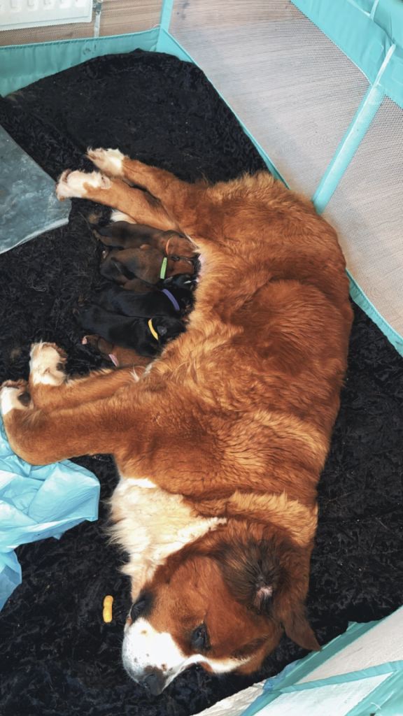 St bernese x German Shepard 
