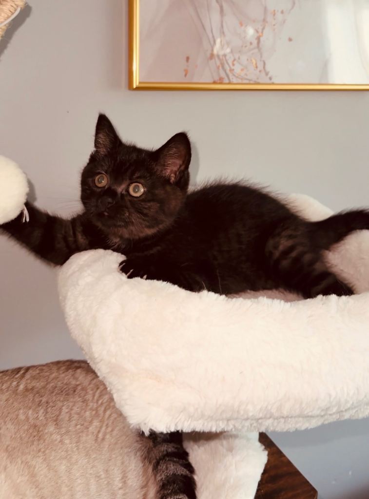 BSH kittens