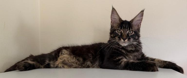 Ready to go Maine coon kitten