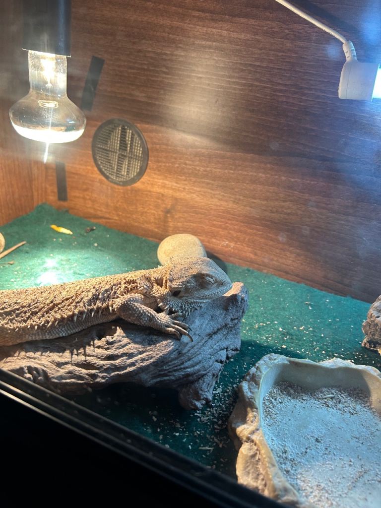Bearded dragon 