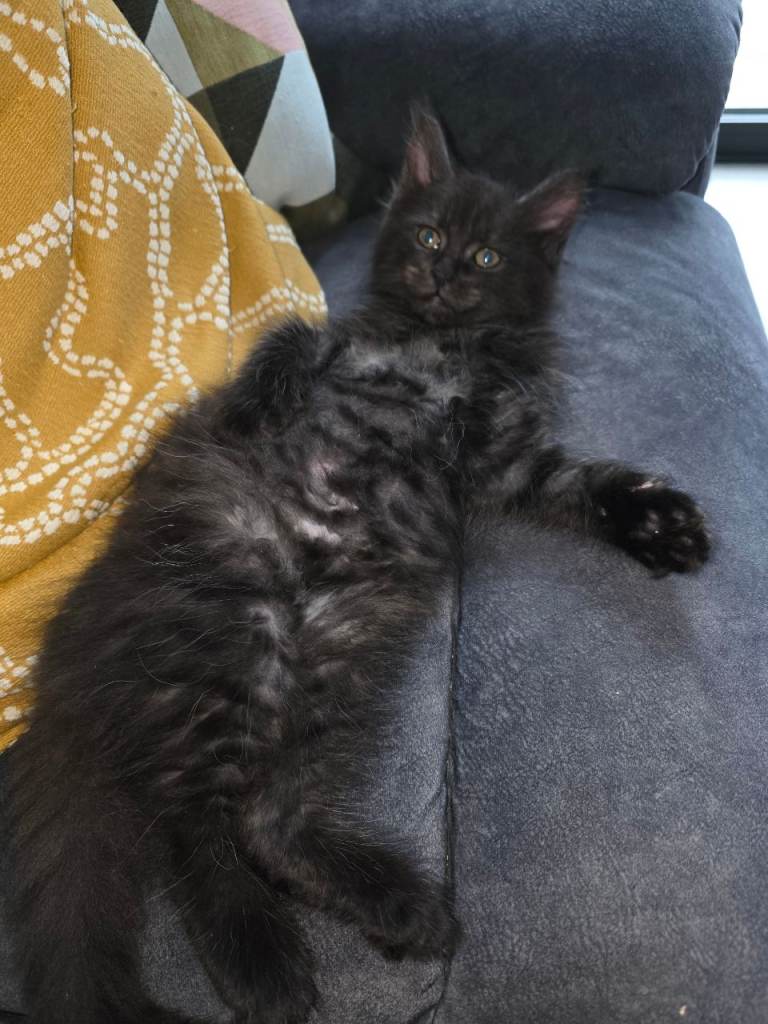 Gorgeous maincoon x baby girl 