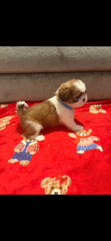 Shih Tzu puppies