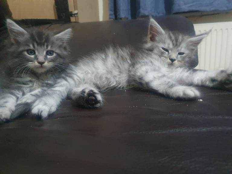 XL Maine Coon Kittens TICA 😸 AVAILABLE 5 Female 1 Male