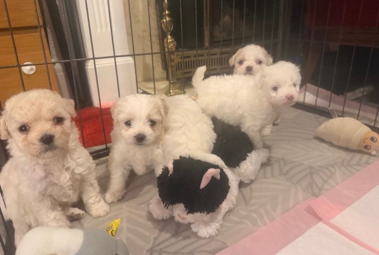 Beautiful Bichon Frise Puppies – Loving Family Homes