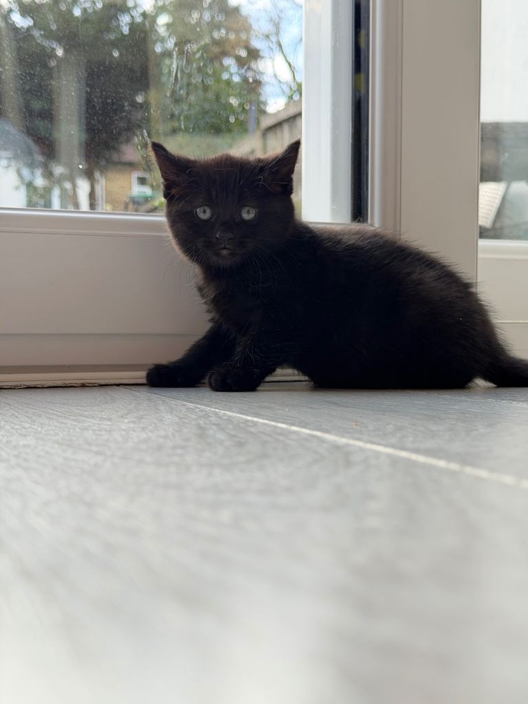 Lovely kittens