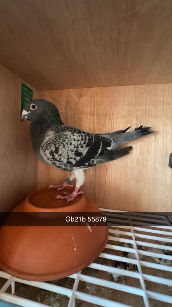 Racing pigeons for sale 
