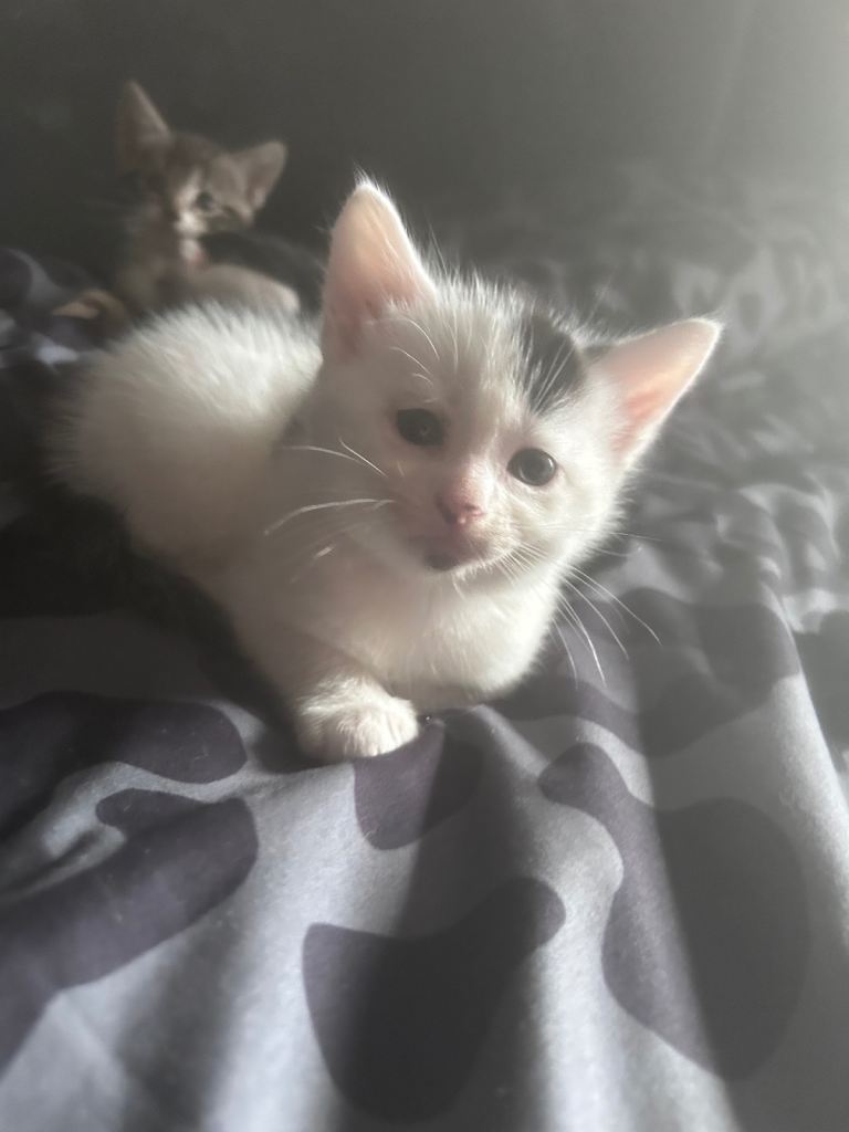 Kitten for sale ready in 2 weeks