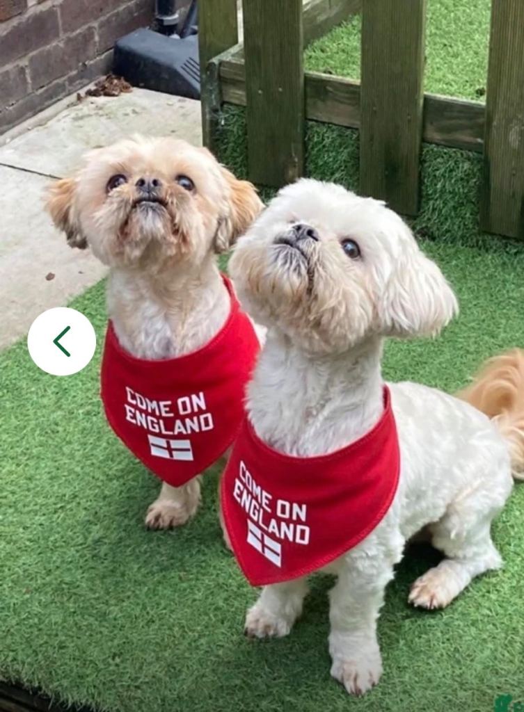  Two Beautiful Shih Tzu Boys Looking for Their Forever Home 🩵