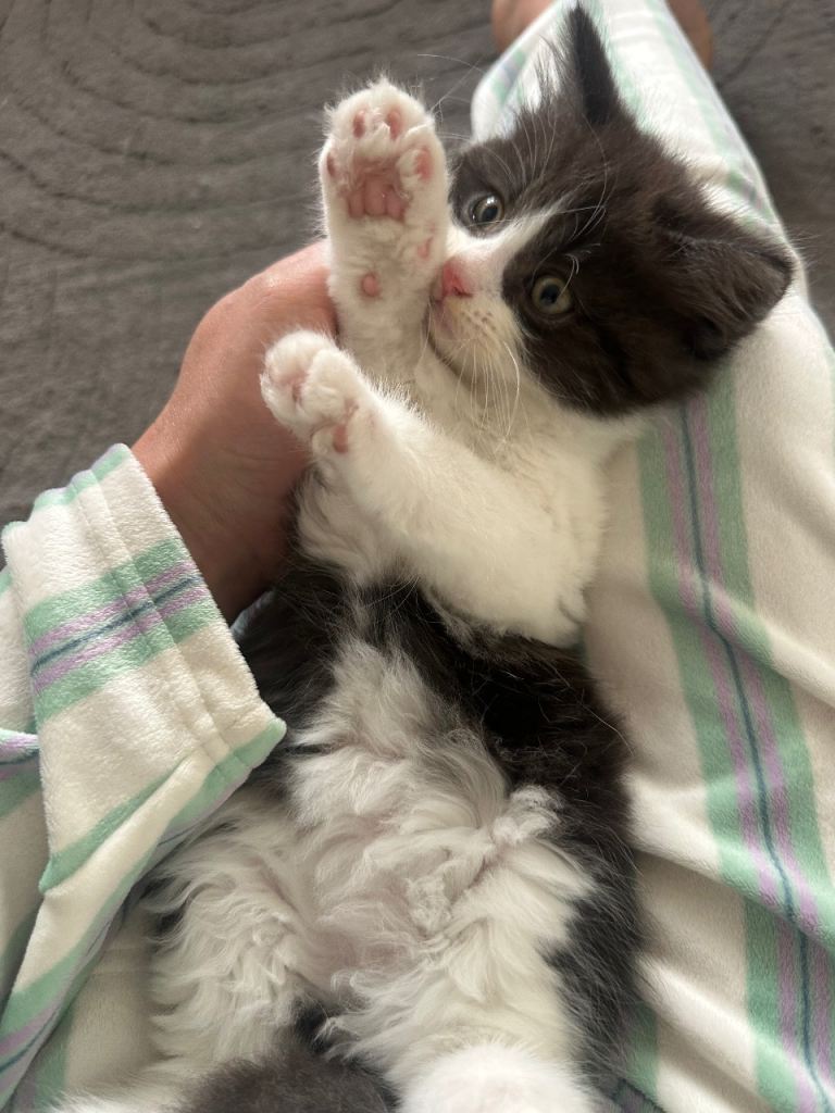 4 kittens ready now