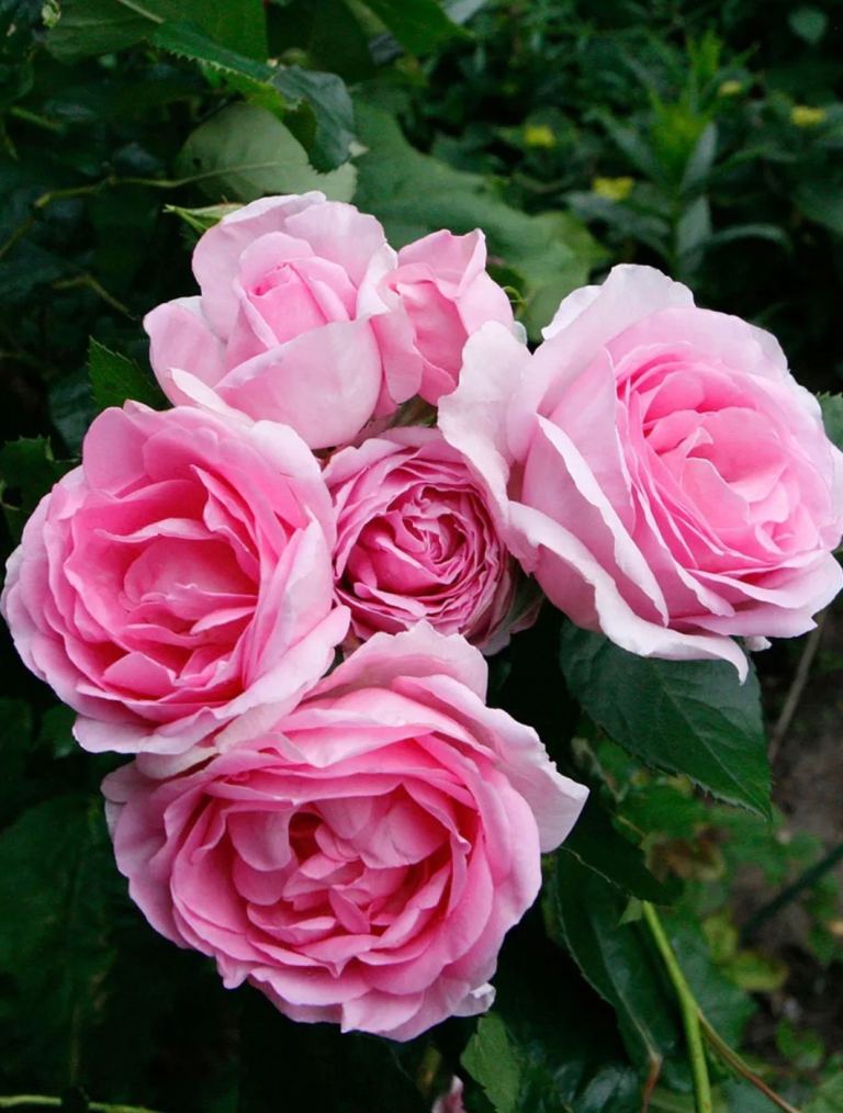 🌹 Highly Scented Floribunda Rose – Light Pink / Magenta