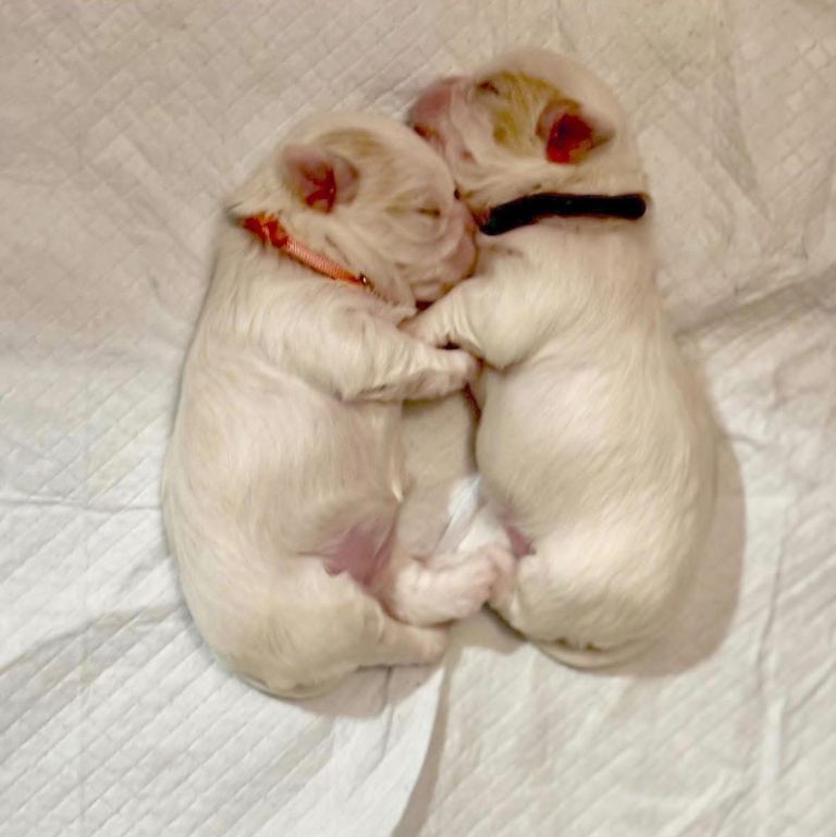 Adorable Malshi Puppies for Sale