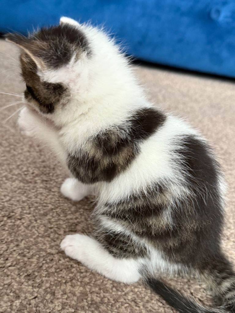 Adorable Black and White Tabby Kitten