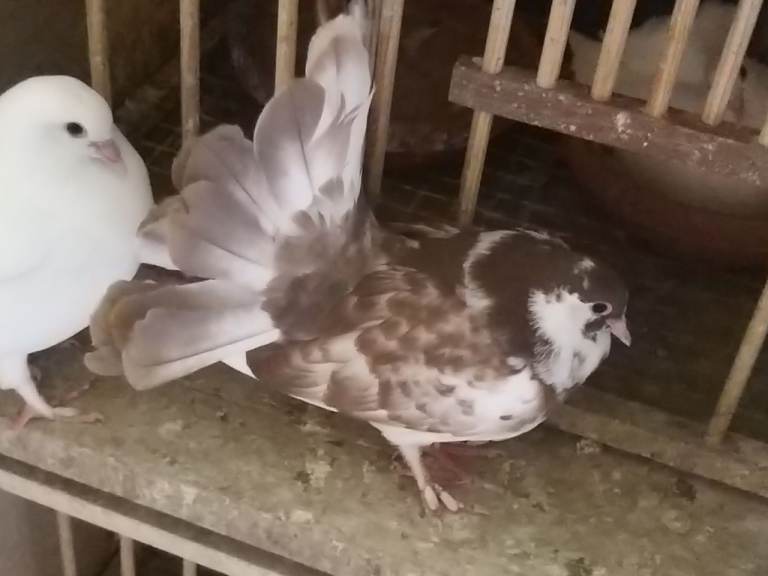 Fantail pigeons for sale 