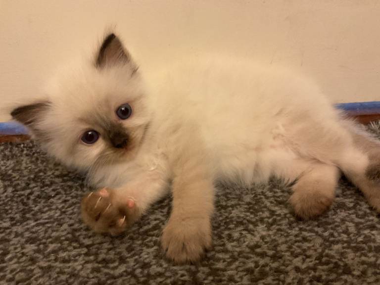 Reservation ragdoll kitten