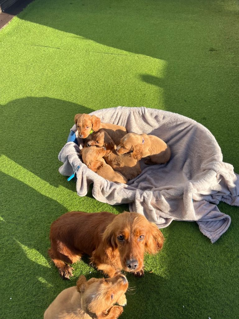 Three beautiful boy cocker spaniels remaining 