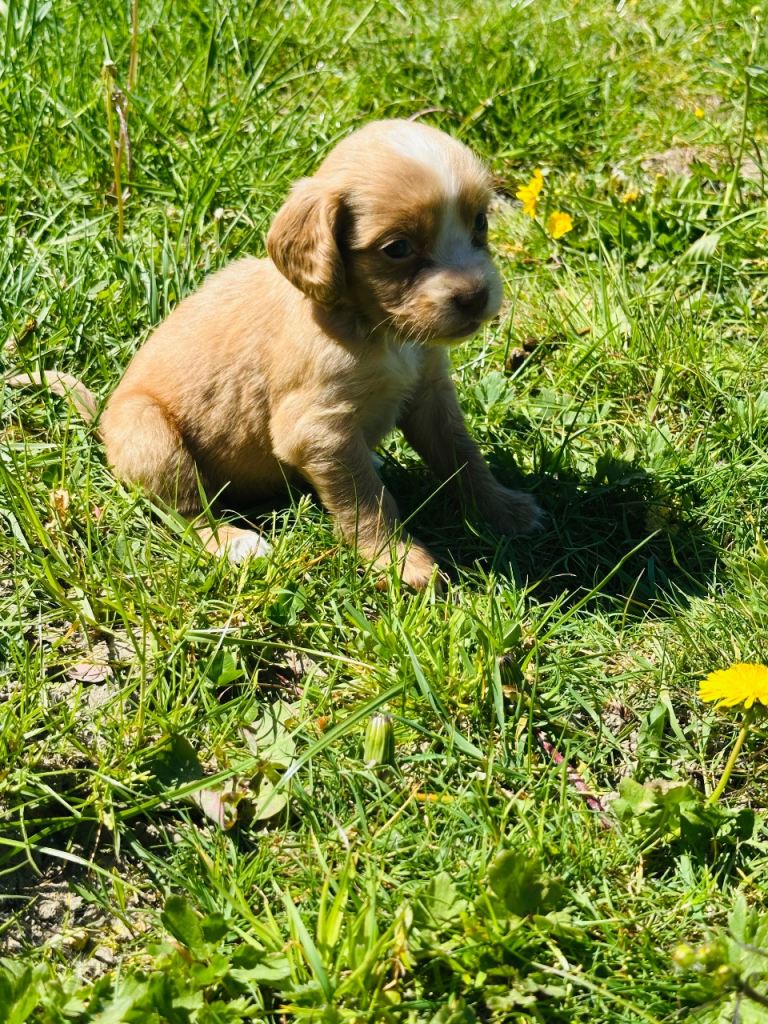 Cocker spaniel puppies 