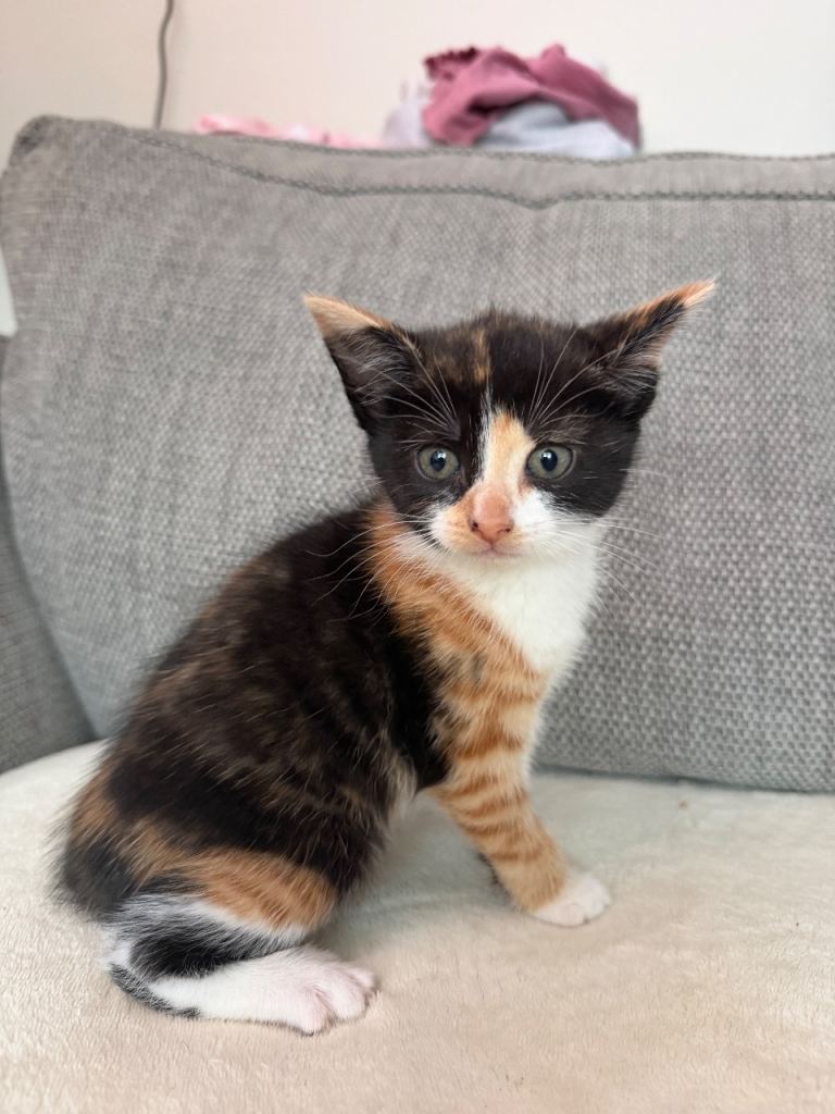 Kittens for sale £200-300 depending on kitten