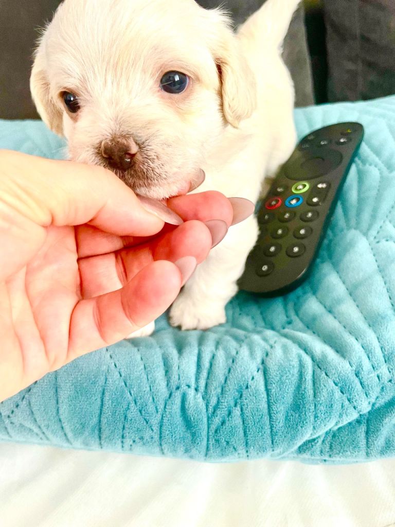 Incredible rare MAUXIEPOO pups