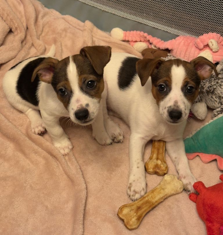 Jack Russell Terrier