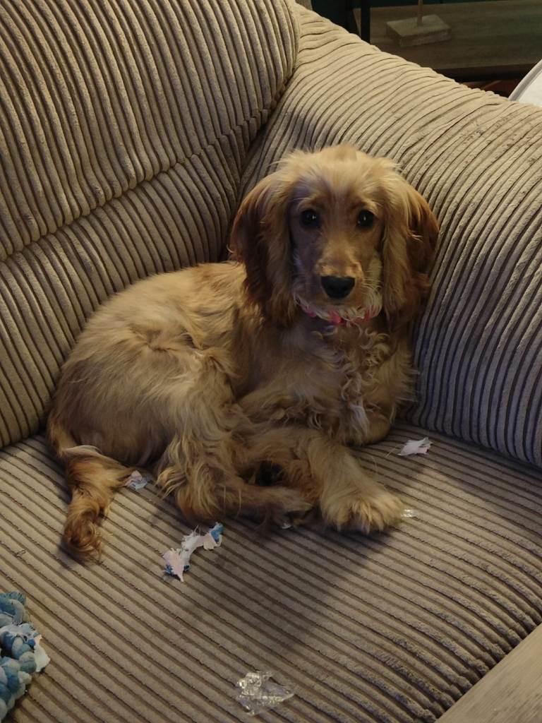 8 month old cocker spaniel