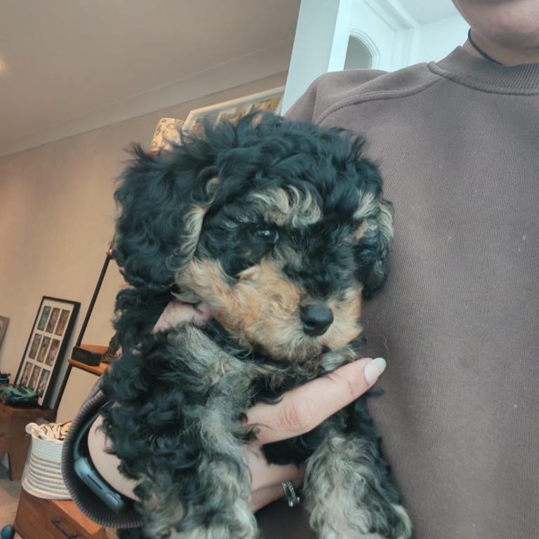 Miniature Cockapoo 