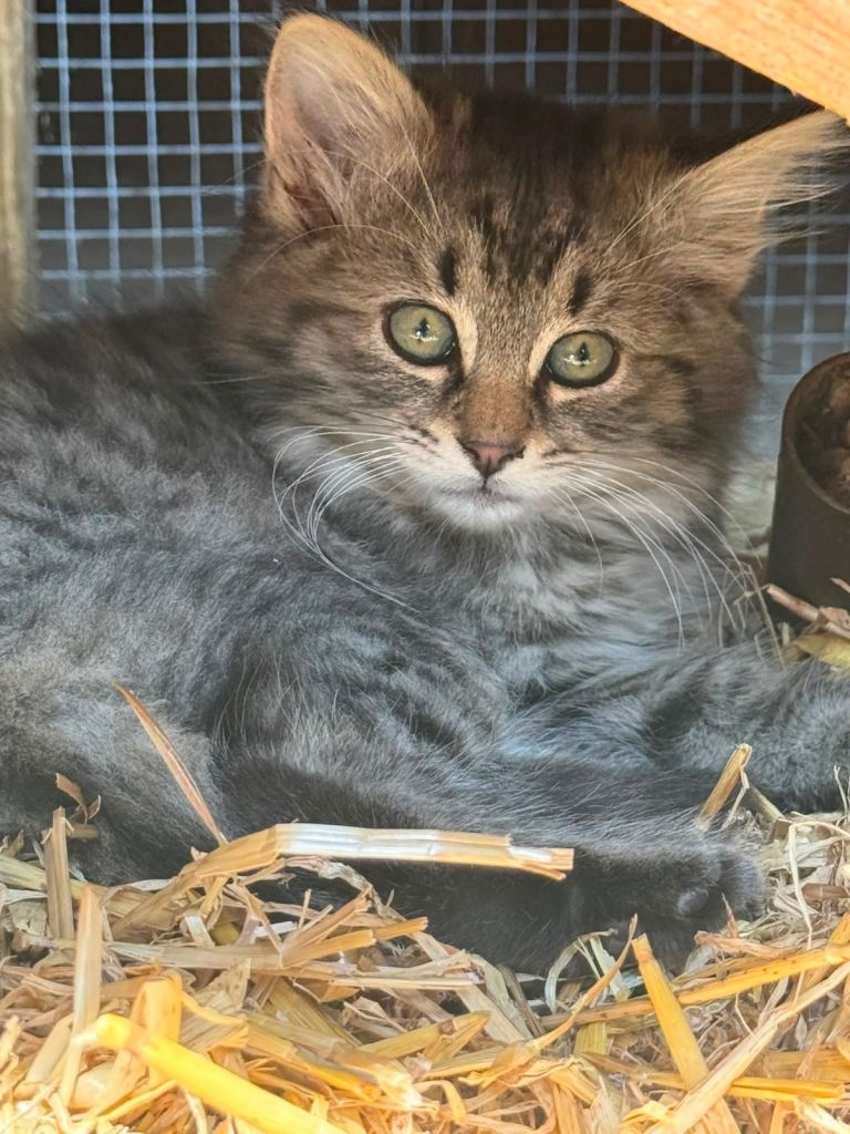 Kittens 