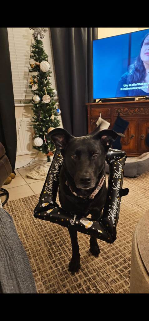Loving Dog to Good Home