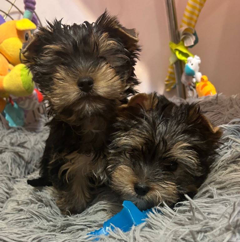 Yorkshire Terrier 2 boys available 