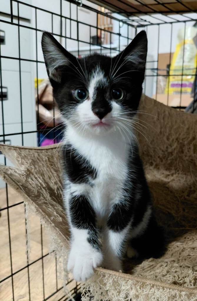 kittens