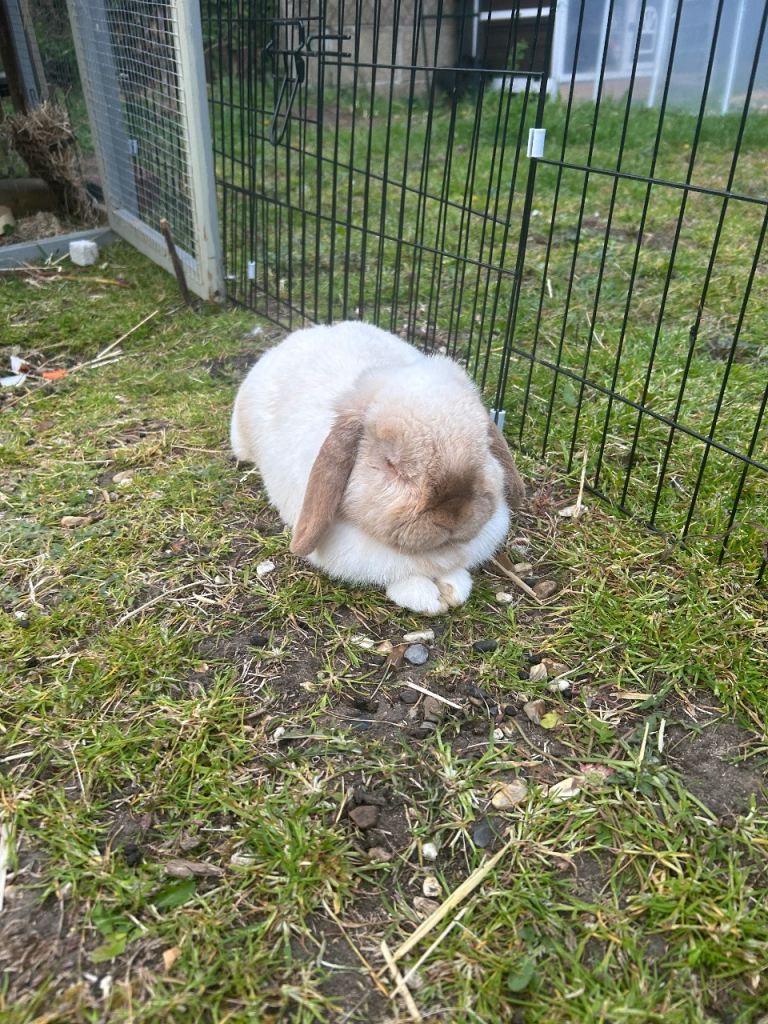 Male rabbit looking for a new home 